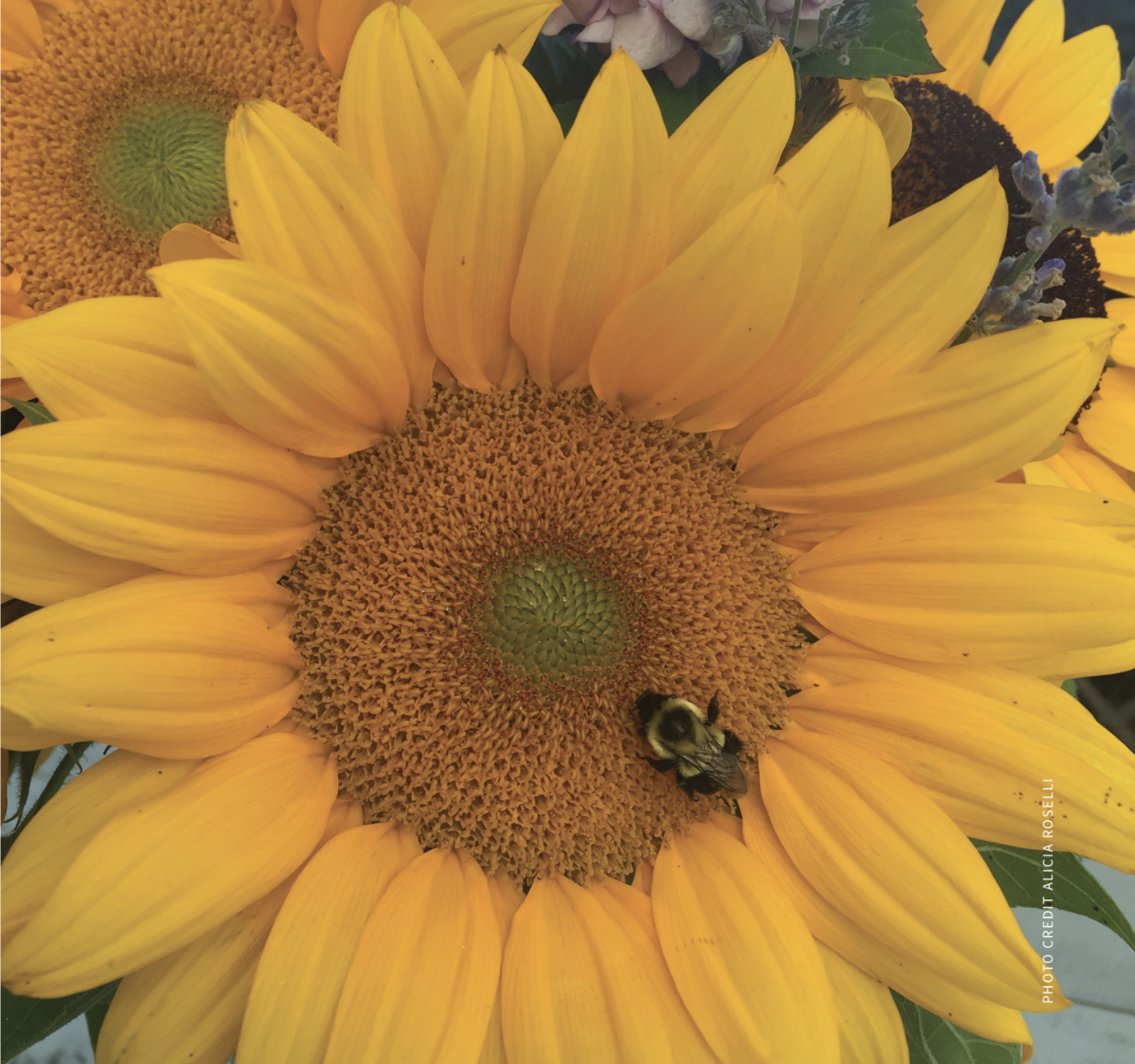 Summer Sunflower Soliloquy