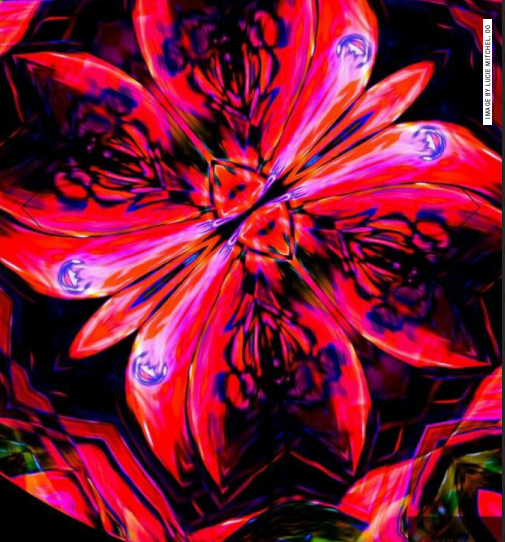 The Thorny Rose